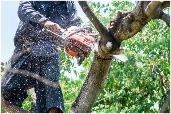 tree services New Cumberland